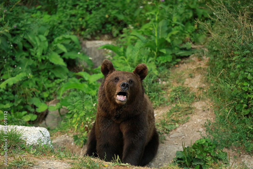 Eurasian brown bear in Buzau Mountains, Romania Eurasian brown bear in Buzau Mountains, Romania