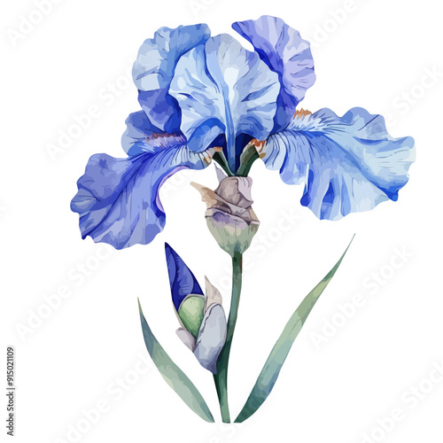 Watercolor of Iris, isolated on a white background, Iris vector