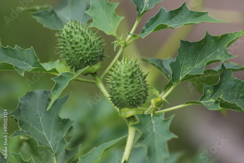 Datura stramonium. Hallucinogen plant Devil's Trumpet, also called Jimsonweed. photo