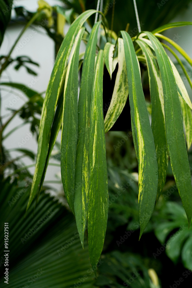 Obraz premium close up of variegated plants, tropical garden, Anthurium vittariifolium variegated hanging, indoor plants