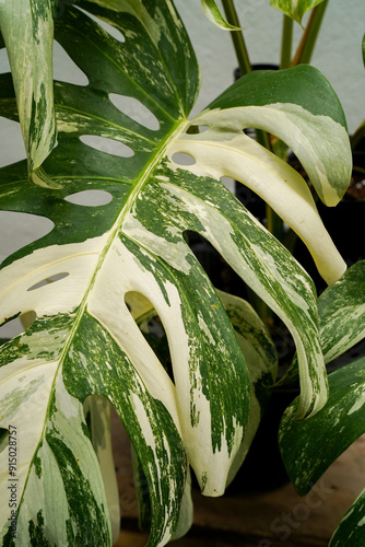 close up of Monstera borsigiana variegated albo, white background, tropcial plants photo