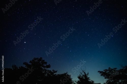 夜空の星々：木々のシルエットと満天の星