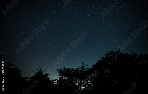 夜空の星々：木々のシルエットと満天の星