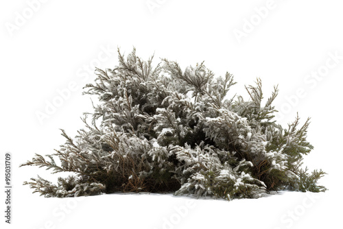 Frost-Kissed Evergreen Bush Blanketed in Soft Snow Under the Gentle Winter Sunlight on Transparent PNG Background..