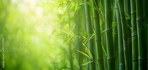 Discover the Serenity of a Lush Bamboo Grove Bathed in Sunlight