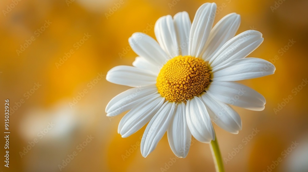 Fototapeta premium A close-up of a daisy, with its white petals and bright yellow center standing out against a blurred background.