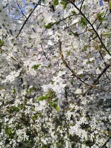 Plants and trees blooming in spring