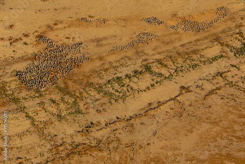 Pelicans arrive at the flooded Kati Thanda - Lake Eyre, South Australia, Australia. photo