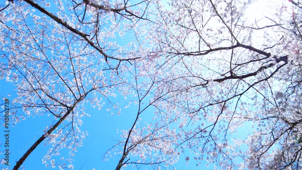 満開の桜の花びらと青空を移動撮影  2024  4K  木漏れ日溢れる桜並木を見上げて歩くPOVショット