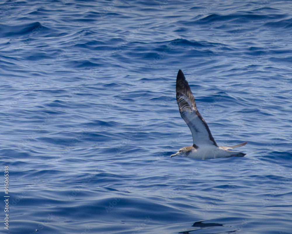 Fototapeta premium streaked shearwater オオミズナギドリ