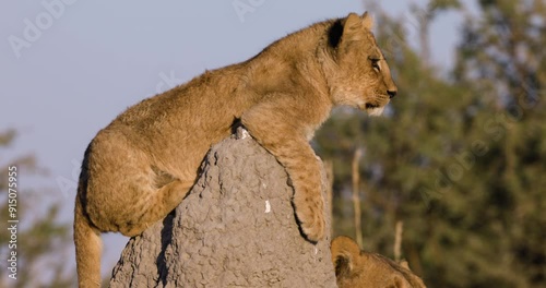 Ultra close-up. Cute young lion cub sitting ontop of a termite mound, mother in background photo