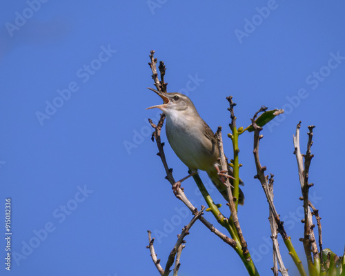 Pleske's grasshopper warbler ウチヤマセンニュウ