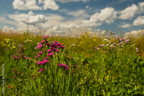 colorful flowers of kermek statice dried flowers in the field on a sunny day with beautiful clouds. photo