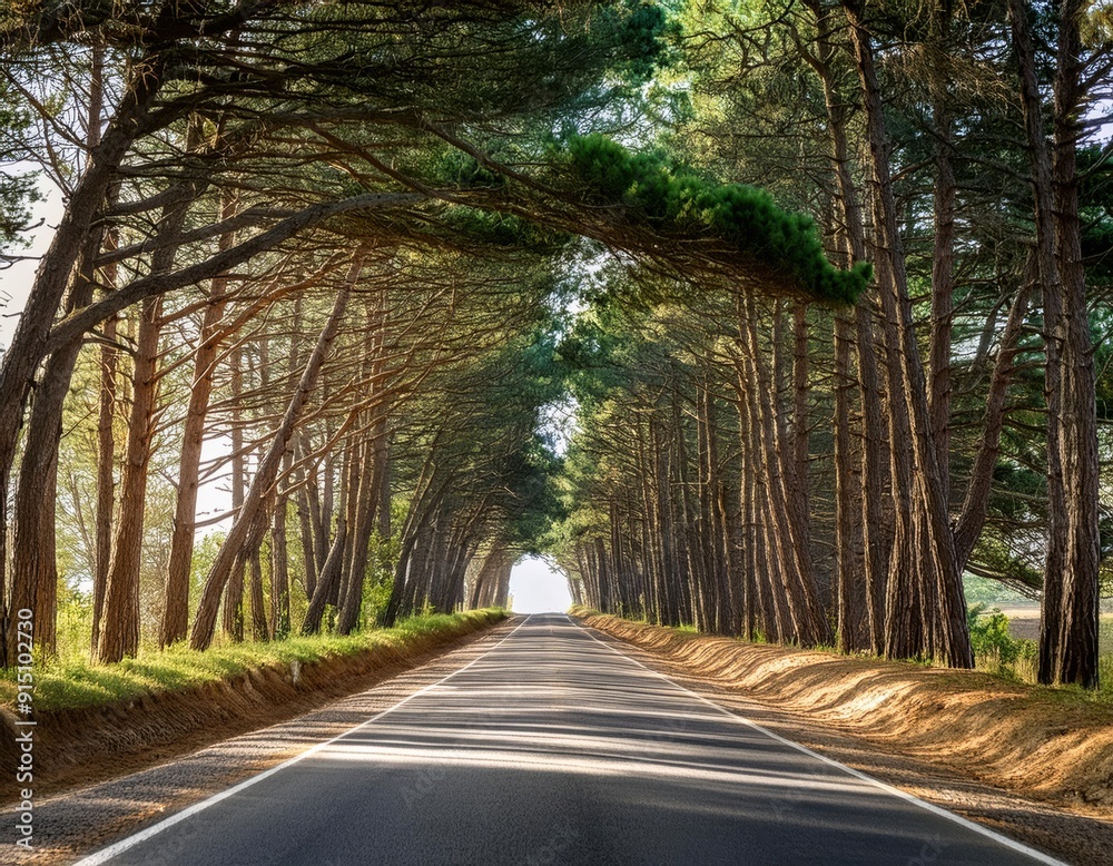 Fototapeta premium Tree-Lined Road