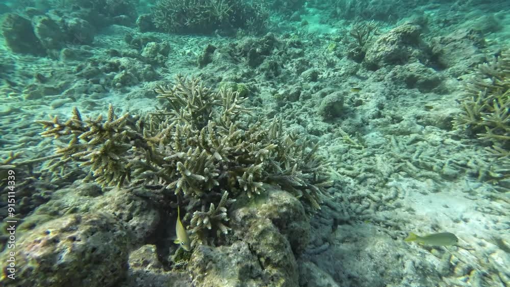 Coral Reef, life below surface from sandy botom to Split View, Caribbean sea Coral Reef, life below surface from sandy botom to Split View, Caribbean sea