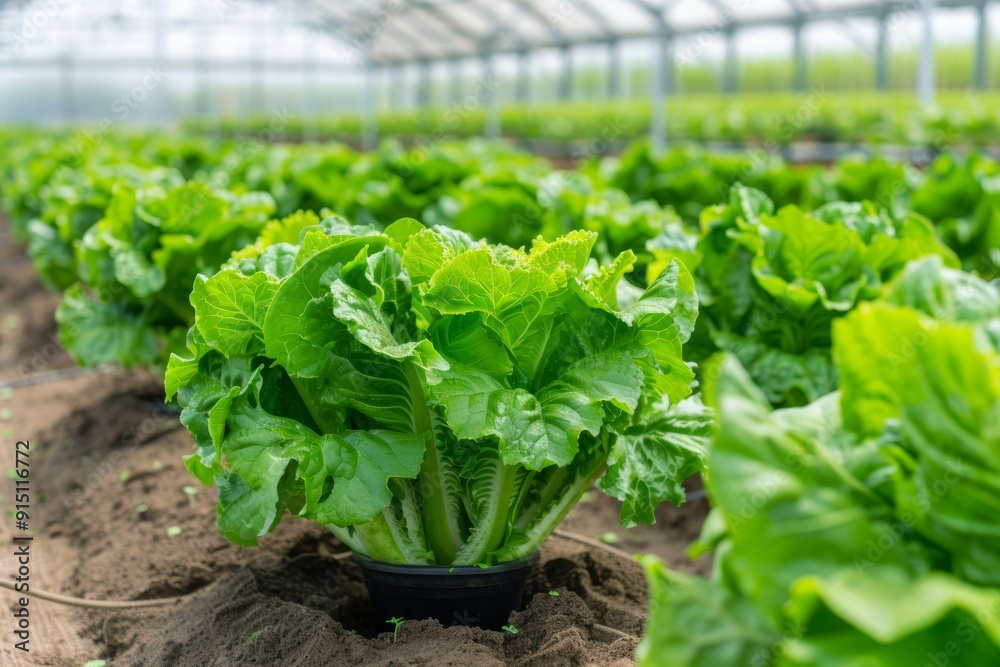 hydroponics research conducted in organic soil, blending advanced soilless cultivation techniques with the principles of organic farming. hydroponics research conducted in organic soil, blending advanced soilless cultivation techniques with the principles of organic farming.