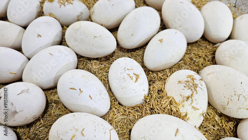 Goose eggs resting on a bed of paddy straw, a natural and traditional farm