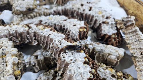 Close-up shot of a wasp perched on a honeycomb filled with larvae
