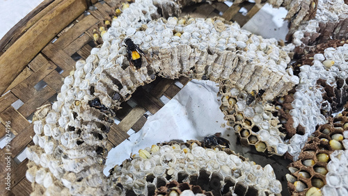 Close-up shot of a wasp on a honeycomb, highlighting visible larvae and pupae