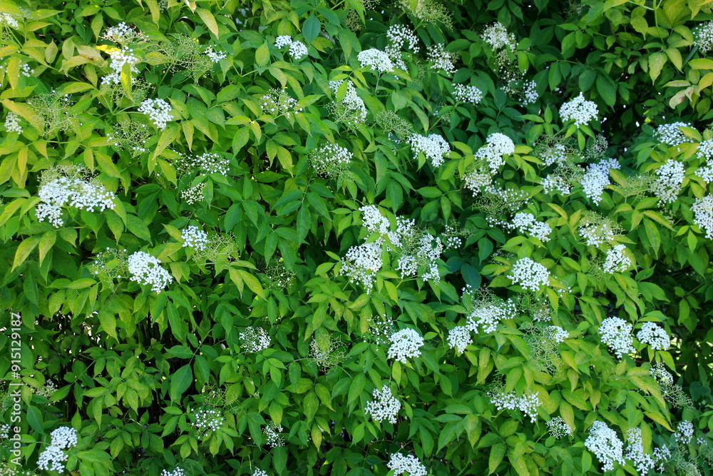 White flowers of black elder, Sambucus nigra in sunny summer day. Elderberry flowers in the garden White flowers of black elder, Sambucus nigra in sunny summer day. Elderberry flowers in the garden