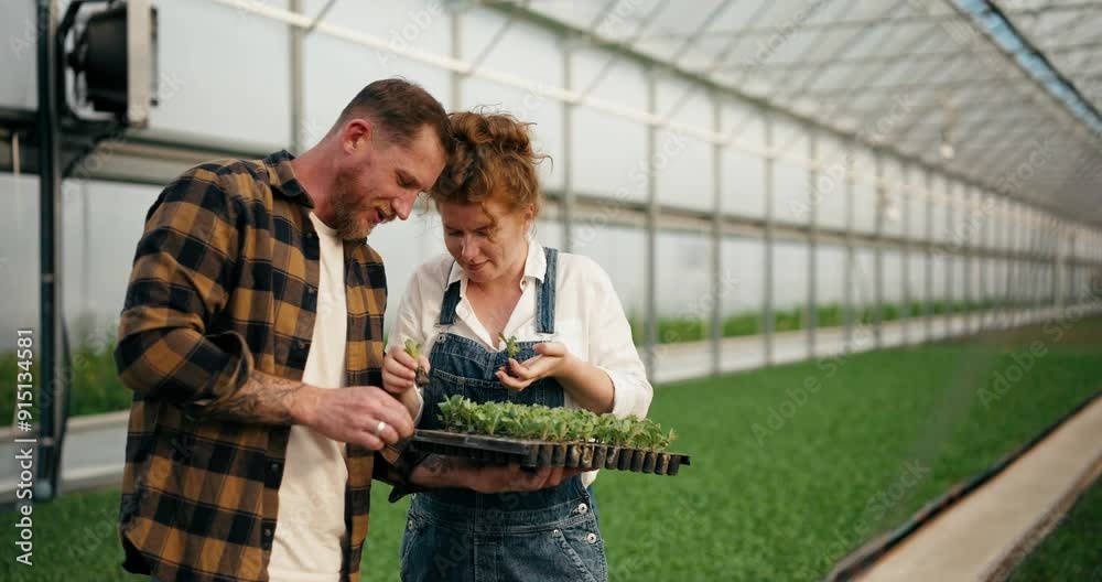 A happy blond guy with a beard and his girlfriend a farmer arrange seedlings and examine them on a special stand among young plants in a greenhouse on a farm