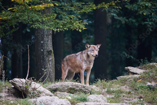 Der Wolf 4 photo