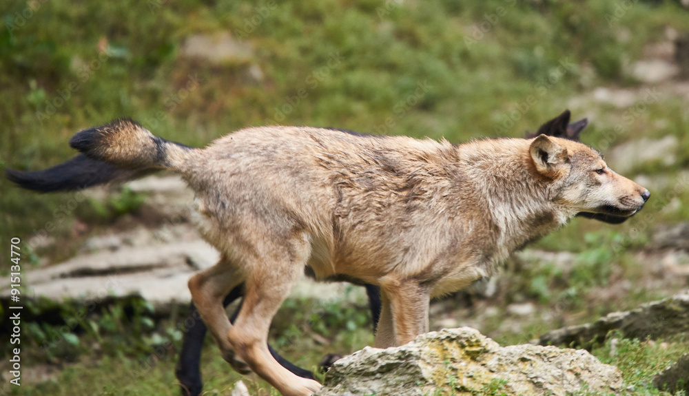Der Wolf Der Wolf