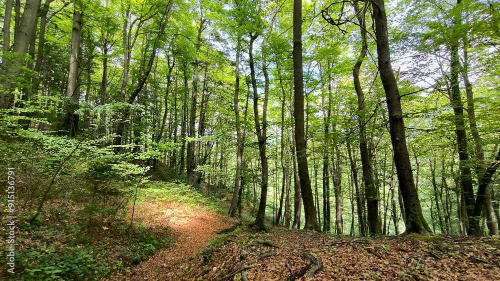 forest in the spring with green trees forest in the spring with green trees