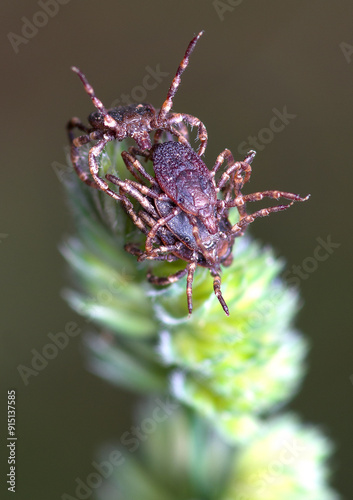 Group of ticks in the process of copulation.