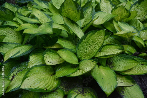 Overgrown leaves of plantain lily hosta affected by fungal disease