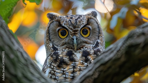 Owl in the world of owls sanctuary photo