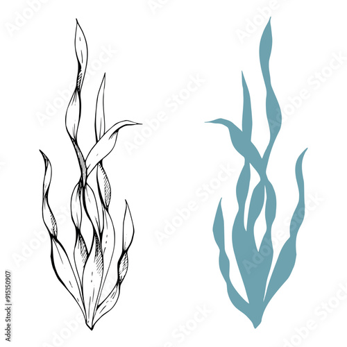 Botanical plant leaves bush drawing, Marine life, sea ocean underwater algae seaweed, Ink and pen sketch hand drawn. Single object illustration isolated on white. Zoo shop, aquarium, cosmetics, resort