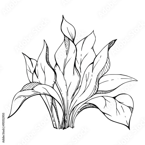 Botanical plant leaves bush drawing, Marine life, sea ocean underwater algae seaweed, Ink and pen sketch hand drawn. Single object illustration isolated on white. Zoo shop, aquarium, cosmetics, resort