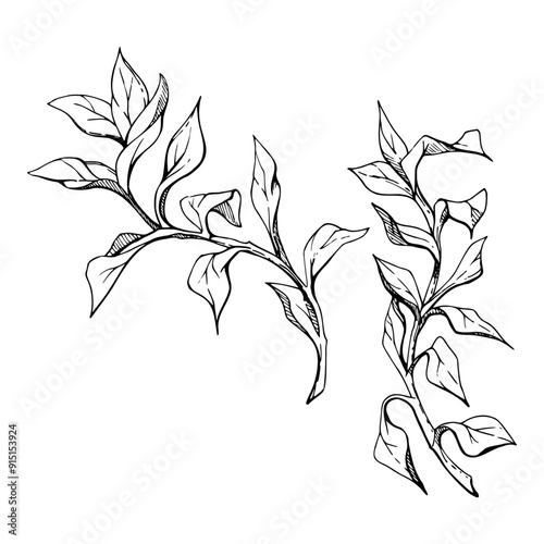 Botanical plant leaves bush drawing, Marine life, sea ocean underwater algae seaweed, Ink and pen sketch hand drawn. Single object illustration isolated on white. Zoo shop, aquarium, cosmetics, resort