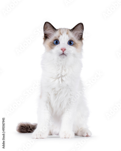 Expressive Ragdoll cat kitten, sitting up facing front. Looking towards camera with blue eyes. Isolated on a white background.
