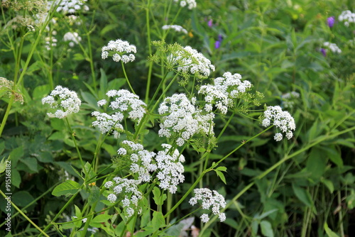 Cow parsley (Anthriscus sylvestris) has also names wild chervil.Field of white flowers in the forest. Nature background. 