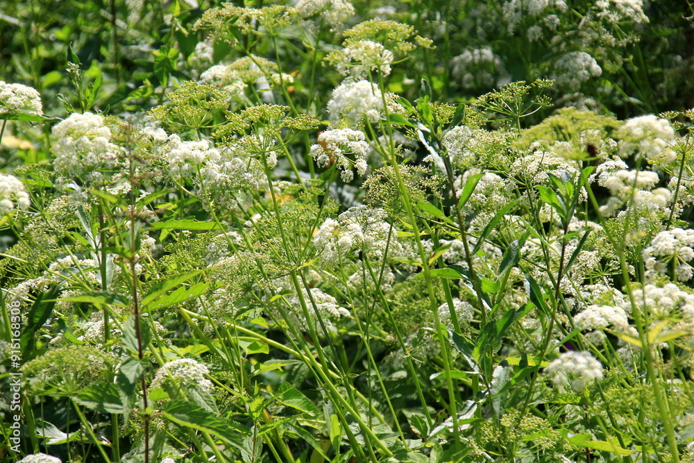 Cow parsley (Anthriscus sylvestris) has also names wild chervil.Field of white flowers in the forest. Nature background. Cow parsley (Anthriscus sylvestris) has also names wild chervil.Field of white flowers in the forest. Nature background.