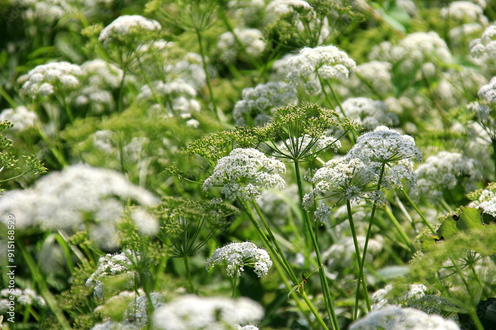 Cow parsley (Anthriscus sylvestris) has also names wild chervil.Field of white flowers in the forest. Nature background. Cow parsley (Anthriscus sylvestris) has also names wild chervil.Field of white flowers in the forest. Nature background.