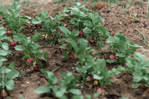 Red radishes grow in the garden. A close plan