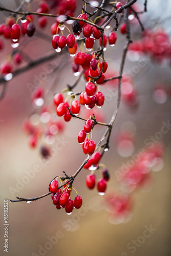 Close-up and morning view of Cornus with red fruit and water drop after rain at Yangsu-ri near Yangpyeong-gun, South Korea
 photo