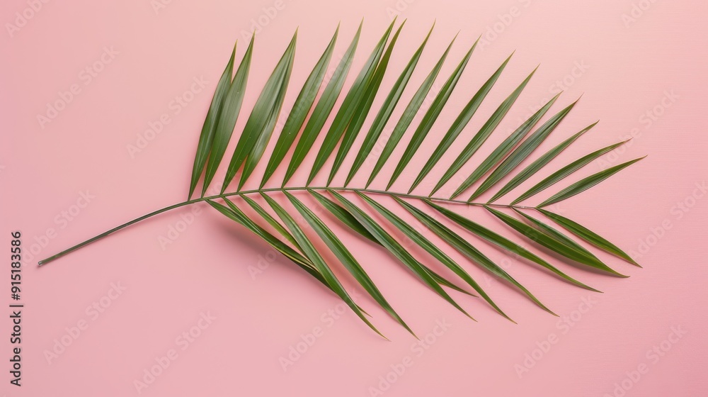 Fototapeta premium A single palm leaf sits on a pink background. The leaf is green and is positioned diagonally across the image.