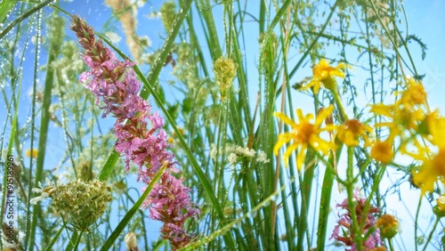 Macro shot of meadow flowers in bloom with blue sky