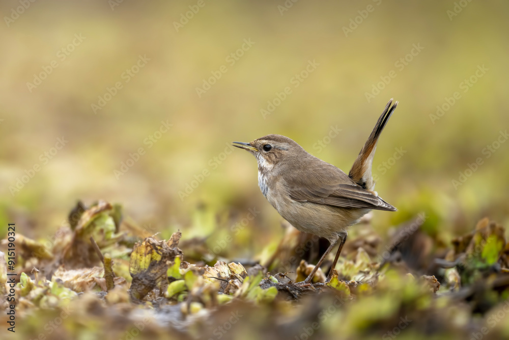 Bluethroat bird Closeup in wetland Bluethroat bird Closeup in wetland
