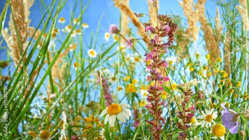 Macro shot of meadow flowers in bloom with blue sky