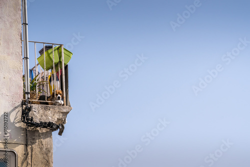 an abandoned dog on a balcony under the azure blue sky