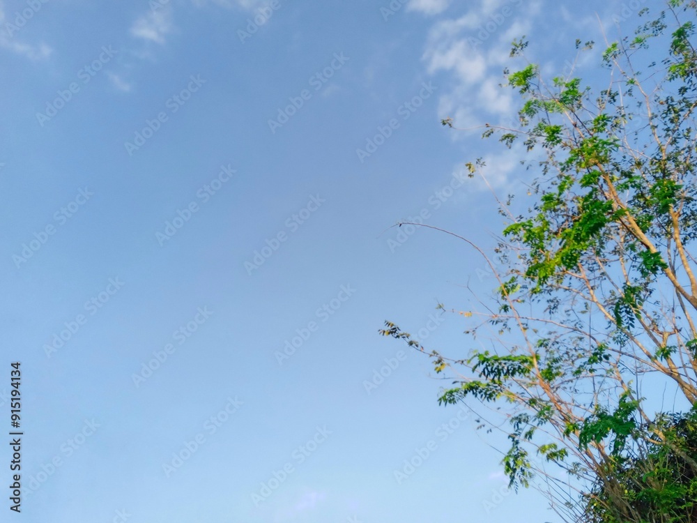 a pretty green tree against blue sky during sunset. low angle of green tree branches. beautiful spring scene of fresh and cloudy nature a pretty green tree against blue sky during sunset. low angle of green tree branches. beautiful spring scene of fresh and cloudy nature