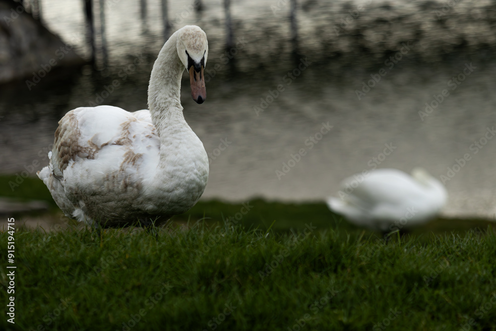 Obraz premium white swans near the lake posing