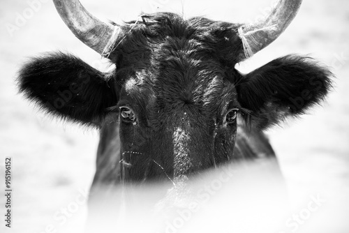 taureau de camargue en noir et blanc