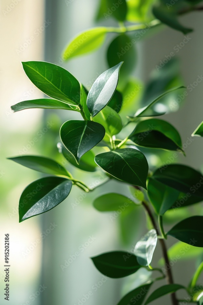 Green Plant Leaves Close Up Green Plant Leaves Close Up