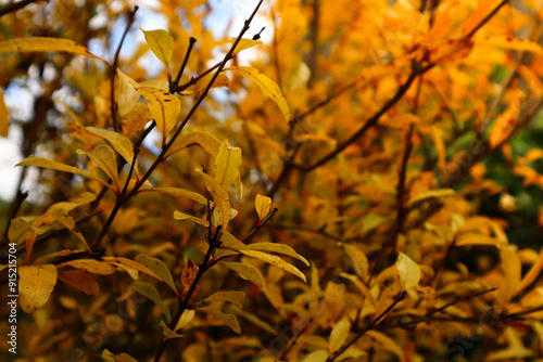 autumn leaves background